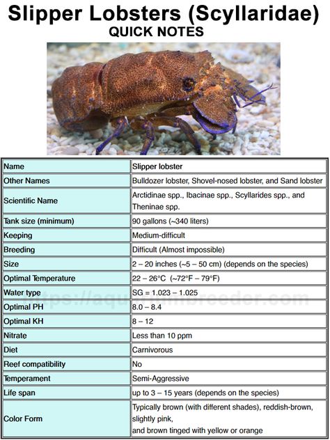 Crab Paludarium, Shrimp Breeding, Shrimp Breeding Tanks, Crawfish Aquarium, Hermit Crab Species, Public Aquarium, Enclosure Ideas, Freshwater Aquarium Fish, Saltwater Tank