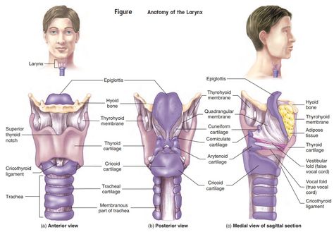 Larynx Anatomy, Hyaline Cartilage, Speech Therapy Tools, The Respiratory System, Anatomy Models, Respiratory Therapy, Medical School Essentials, The Tongue, Body Anatomy