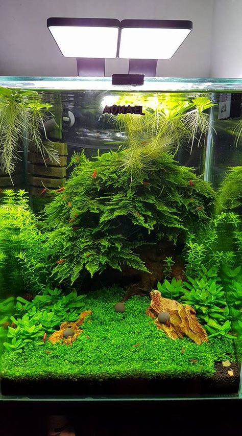 Christmas moss, staurogyne repens, Monte Carlo, hemianthus micranthemoides....Aquael smart led 6w plant x 2 Staurogyne Repens, Moss Aquarium, Fish Aquarium Decorations, Aquarium Garden, Amazing Aquariums, Fish Tank Terrarium, Aquascape Design, Fish Tank Design, Betta Aquarium