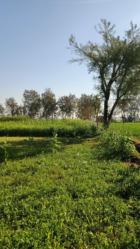 #village #nature #punjab #sunny #meadows #green Eating Food Funny, Food Funny, Village Photography, Eating Food, Photo Quotes, Sunny Day, Natural Wonders, Beautiful Landscapes, Sunny Days