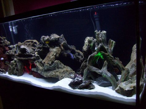 Roxybella's Freshwater Tanks Details and Photos - Photo 36589 | RateMyFishTank.com White Sand Aquarium, Cichlid Tank Ideas, Sand Aquarium, Lake Malawi Cichlids, Cichlid Tank, Freshwater Fish Tank, Coral Life, Cichlid Aquarium, Malawi Cichlids