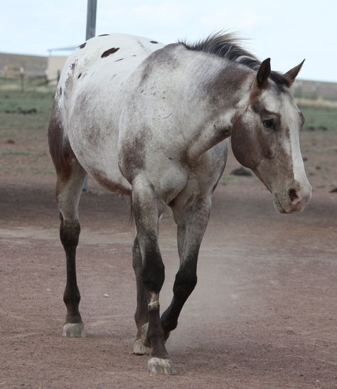 Black varnish roan blanket appaloosa walking Roan Appaloosa, Gorgeous Horses, Horse Inspiration, Blue Roan, Sugar Syrup, Appaloosa Horses, All The Pretty Horses, Horse Crazy, Draft Horses