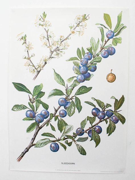 vintage botanical print 'blackthorn/sloe' by bonnie and bell | notonthehighstreet.com Blueberry Images, Sloe Berries, Contemporary Botanical Art, Sloe Gin, Biology Art, Antique Botanical Print, Vintage Flower Prints, Illustration Botanique, Botanical Print Set