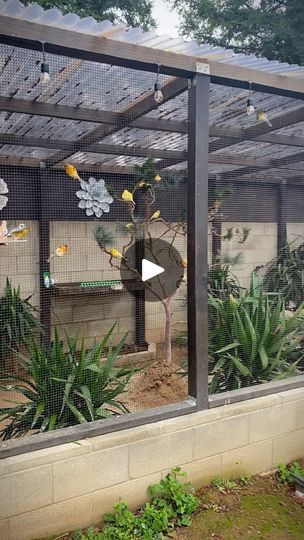 1.1M views · 126K reactions | Outdoor Aviary #paradiseparkaviary #aviarybirds #aviary #birds #finches #canaries #birdlovers #paradise #birdsparadise #reels #instareels #instagram #instagood #youtube #youtuber #fyp #fresno #559 #fish #pond #fishpond #koi #koipond #birdaviary #outdooraviary | Paradise Park Aviary | Richard Carter · Le Monde Birds Aviary Ideas, Budgie Aviary Outdoor, Outdoor Aviary Ideas, Birds Cage Ideas Outdoor, Quail Aviary Ideas, Bird Aviary Ideas Outdoor, Canary Aviary, Aviary Ideas Outdoor, Bird Aviary For Sale