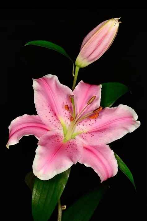 Flower Reference Photo, Lily Pictures, Lilies Drawing, Lily Wallpaper, Lilly Flower, Arte Indie, Hummingbird Pictures, Lily Painting, Stargazer Lily