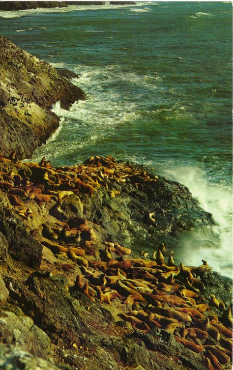 Vintage Postcard Sea Lion Caves Oregon by postcardsintheattic Ocean Ephemera, Florence Oregon, Oregon Trip, Beautiful Oregon, Oregon Beaches, Seal Beach, Dream Place, Pacific Nw, Eugene Oregon