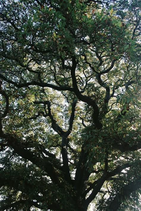 Oak Tree Aesthetic, Oak Aesthetic, Fairy Oak, Dandelion Wine, Honey Milk, Old Oak Tree, Nature Spirits, Oak Trees, Sweet Escape