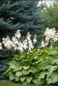 Hosta 'Royal Standard' - Hosta Halcyon Hosta, Hosta Halcyon, Hosta Plantaginea, Hosta Flower, Variegated Hosta, Blue Hosta, Hosta Varieties, Goth Garden, Hosta Plants