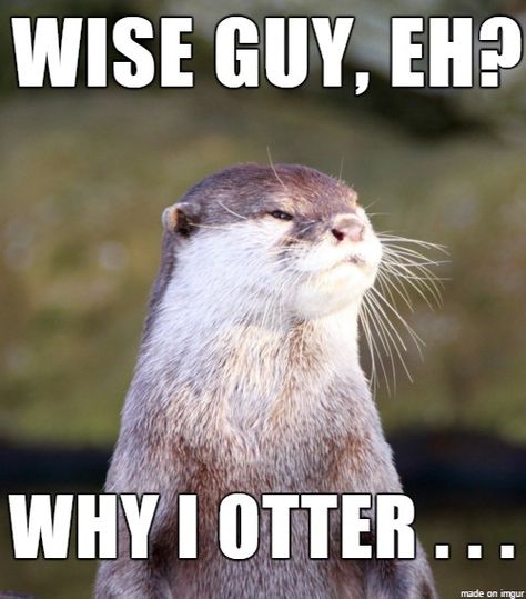 Otter Puns, Otters Funny, Cheesy Puns, Otters Cute, River Otter, Different Cultures, Cool Pets, Sketchbook Art Inspiration, Animal Memes