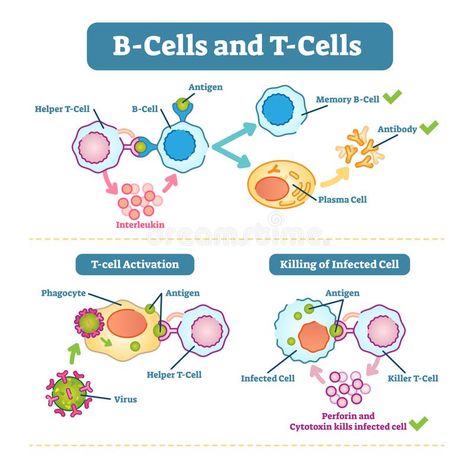 Microbiology Study, Medical Laboratory Scientist, A Level Biology, Schematic Diagram, Nursing Student Tips, B Cell, Medical Laboratory Science, Nursing School Survival, Biomedical Science