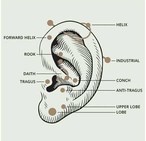 Ear Diagram, Flamingo Jewelry, Types Of Ear Piercings, Heavy Earrings, Ancient Persian, Small Earrings, How To Make Earrings, Ancient Egyptian, Baroque Pearls