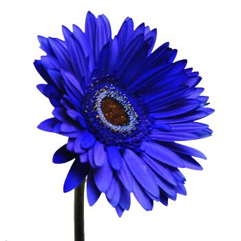 Blue daisies Blue Gerbera Daisy, Gerber Daisy, Gerber Daisies, Gerbera Daisy, Happy Flowers, Blue Daisy, Wholesale Flowers, All Flowers, Daisy Flower