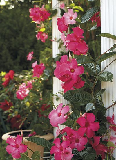 Climbing Flowers Trellis, Climbing Flowering Vines, Grow Vertically, Mandevilla Vine, Fast Growing Vines, Flower Trellis, Climbing Flowers, Growing Vines, Garden Vines