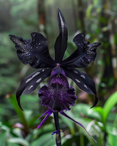 Black Bat Flower, Bat Flower, Gothic Flowers, Goth Garden, Rare Orchids, Gothic Garden, Garden Fun, Exotic Orchids, Colourful Flowers