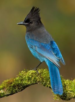 The Steller's Jay-British Columbia, Canada Magic Garden, Haiwan Peliharaan, Nature Birds, Backyard Birds, All Birds, Bird Pictures, Exotic Birds, Pretty Birds, Bird Photo