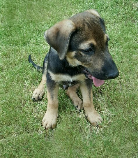 Cooper. German Shepherd Lab mix aka German Sheprador cutie. He's 8 weeks here. German Sheprador, If Dogs Could Talk, Rat Terrier Mix, Rottweiler Mix, Rat Terriers, Puppy Care, Terrier Mix, Family Dogs, Dog Photos