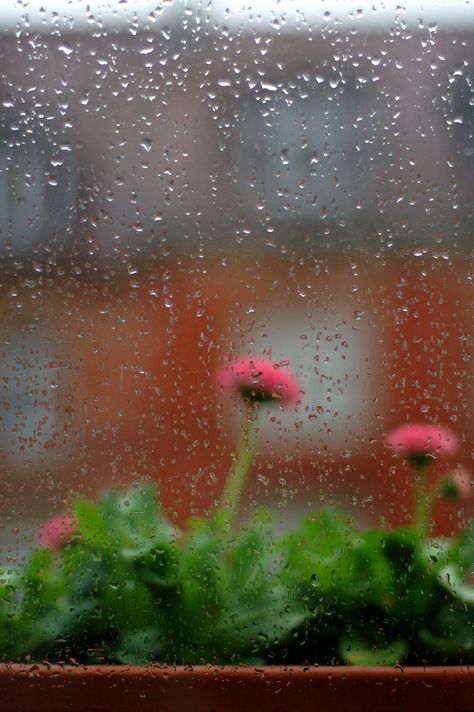 Rainy Window, Smell Of Rain, Morning Rain, I Love Rain, Going To Rain, Love Rain, Urban Nature, Walking In The Rain, Singing In The Rain