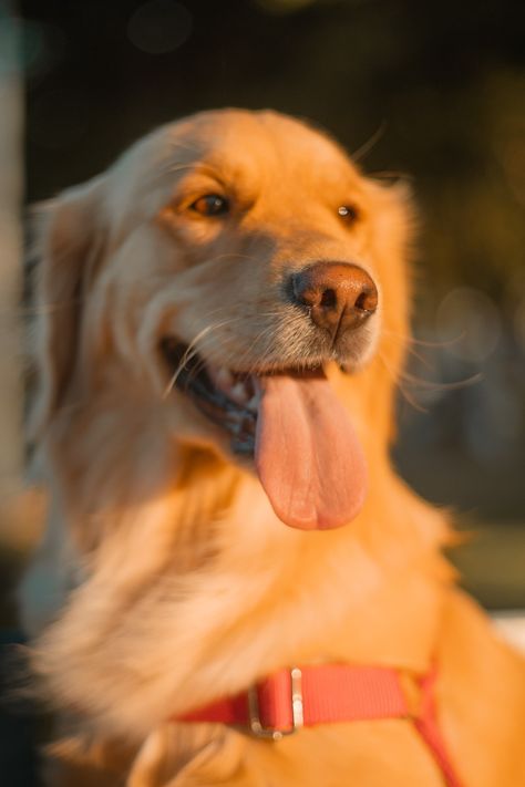 Nothing beats the golden glow of a sunset on the golden fur of a Golden Retriever.. A Golden Retriever, Golden Glow, The Golden, Golden Retriever, Dogs, Animals