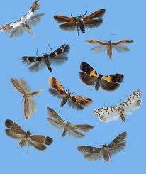 another example of genetic diversity is the picture of these dragonflies. each are in the same specie but look completely different, and are located in different parts of the world. Biology Project, Genetic Diversity, Biology Projects, Genetic, Dragonflies, The Picture, Biology, The World, Animals