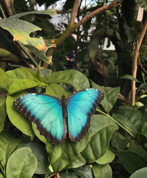 Morpho Menelaus, Butterfly Morpho, Blue Morpho Butterfly, Morpho Butterfly, Blue Morpho, The Emperor, July 12, Scales, Instagram A