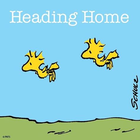 Heading home. ✈️ Have A Safe Trip, Woodstock Peanuts, Peanuts Comic Strip, Peanuts Characters, Snoopy Pictures, The Peanuts, Peppermint Patties, Snoopy Love, Charlie Brown Peanuts