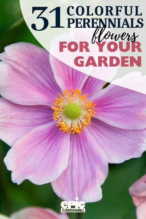 Close up of a light pink flower with a bright yellow center Perennial Flower Bed, Best Perennials For Shade, Rose Bush Care, French Cottage Garden, Perennial Flower, Burst Of Color, Full Sun Perennials, Perennial Flowers, Sun Perennials