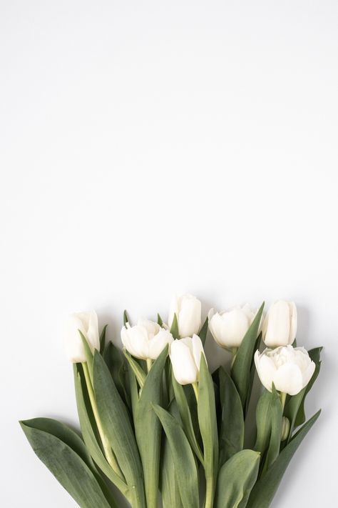 white tulips White Tulips Wallpaper, Fragments Photography, Minimalist Pics, White Flowers Aesthetic, Minimalistic Photography, Flower Minimal, Minimalism Photography, Minimal Flower, Project Photography