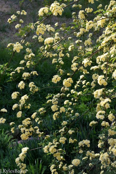 I grew Lady Banks thinking it was a climbing rose. Lady Banks rose is a rambling rose. Not a climbing rose. Believe me, there’s a difference. Lady Banks rose is a beast. Don’t let those dainty flowers deceive you. | Lady Banks Rose (Rosa Banksiae 'Lutea') I #roses #ramblingroses #flowers #yellowroses #yelloflowers #gardening Rosa Banksiae Rosea, Banksia Rose Climbing, Lady Banks Climbing Roses Trellis, Yellow Lady Banks Rose Climbing, Lady Banks Roses, Rosa Banksiae Alba Plena, Lady Banks Rose Trellis, Lady Banks Climbing Roses, Peggy Martin Rose Climbing