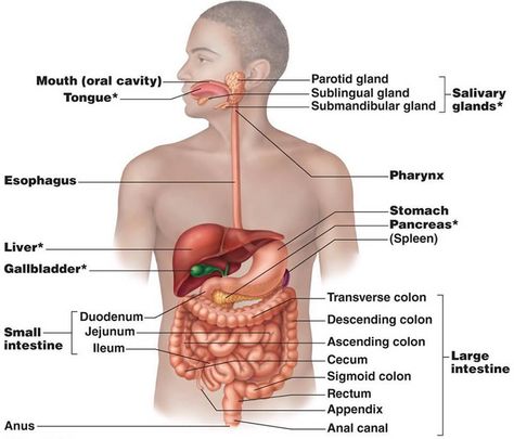 GI System Liver Location, Human Liver Anatomy, Digestive System Organs, Digestive System Diagram, Liver Anatomy, Digestive System Anatomy, Sigmoid Colon, Parotid Gland, Digestive Organs