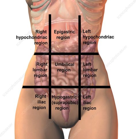 Regions of the abdomen, illustration - Stock Image - F017/2650 - Science Photo Library Ed Freeman, Library Website, Alfred Eisenstaedt, Blood And Bone, Heart And Lungs, Slim Aarons, Science Photos, Female Human, Female Figure