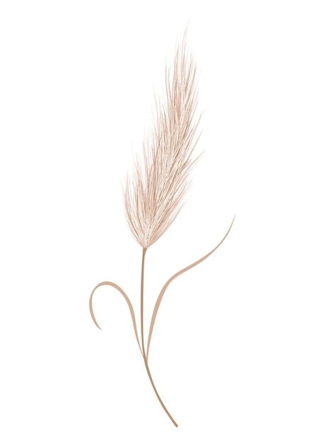 Pampas Tattoo Ideas, Pampas Tattoo, Pampas Grass Tattoo, Pampas Illustration, Pampas Grass Drawing, Wallpaper Wedding Card, Grass Drawing, Grass Vector, Wallpaper Wedding