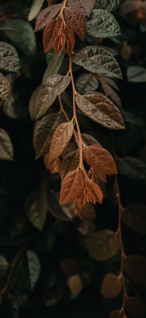 Autumn Phone Wallpaper, Hazel Color, Earthy Aesthetic, Floral Wallpaper Iphone, Iphone11 Pro, Dark Green Aesthetic, Best Iphone Wallpapers, Brown Wallpaper, Backgrounds Phone Wallpapers