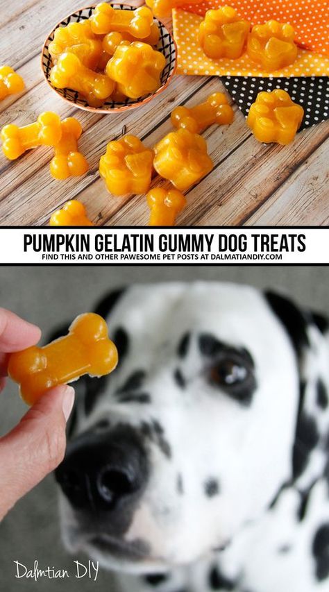 Homemade Dog Cookies, Pet Treats Recipes, Easy Dog Treat Recipes, Dog Biscuit Recipes, Easy Dog Treats, Recipe Pumpkin, Healthy Dog Treats Homemade, Pumpkin Dog Treats, Dog Treats Homemade Recipes