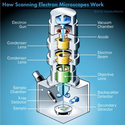 HowStuffWorks "The Key Components of a Scanning Electron Microscope" Electron Microscope Images, Microscope Parts, Scanning Electron Microscope, Microscopic Images, Electron Microscope, Medical School Essentials, Physics And Mathematics, Brain Science, Microscopes