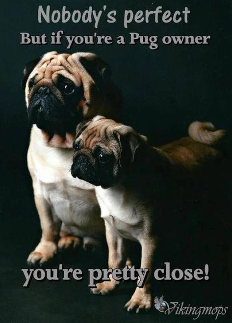 19 Inspirational Pug Quotes about Life and Love | Page 2 of 7 | The Paws Pug Facts, Pug Quotes, Pug Pics, Ikea Meatballs, Nobody's Perfect, Pug Dogs, Pug Mug, Pugs And Kisses, Baby Pugs