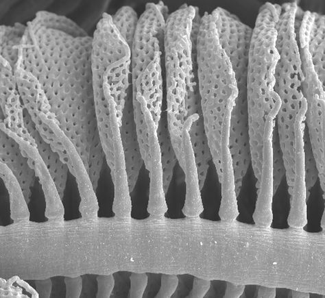 Vascular corrosion casting of gill filaments of fish (scanning electron micrograph). Electron Microscope Images, Scanning Electron Microscope, Scanning Electron Micrograph, Microscopic Images, Electron Microscope, Microbiology, Art Images, It Cast, Fish