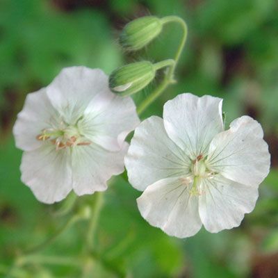 Dorset Perennials - buy perennial plants online. Geranium Phaeum, Geranium Macrorrhizum, Hardy Geranium, Plant Shop, Perennial Plants, Ground Cover, Front Garden, Summer Garden, Side By Side