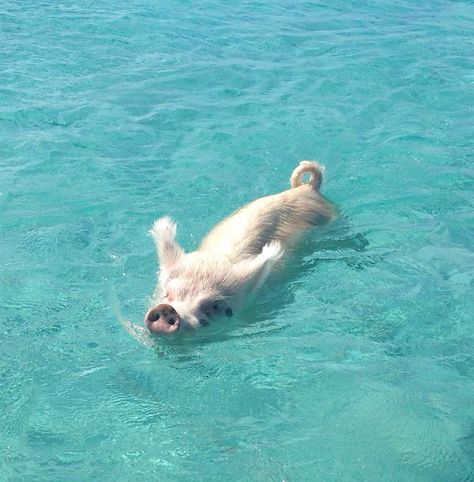 Bahama Pigs, Pig Swimming, Pig Beach Bahamas, Pig Island, Pig Beach, Swimming Pigs, Cute Piglets, Tropical Animals