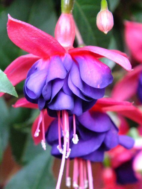 Fuchsia Dollar Princess, for the perfect big and bold, shade-tolerant hanging basket Hardy Fuschia, Wild Flower Meadow, Fragrant Garden, Fuchsia Flowers, Hummingbird Garden, Planting Shrubs, Flowers Blooming, Coastal Gardens, Garden Nursery