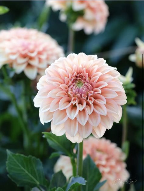 Peach Dahlia, Soft Era, Era Aesthetic, Flower Season, Peach Melba, Door Display, Door Displays, Cute Strawberry, Favorite Flowers