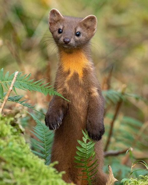 Animal In The Forest, American Marten, Scottish Highlands, In The Forest, Have You Ever, The Forest, Printmaking, The Top, Cute Animals