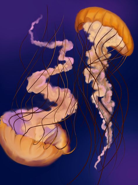 Jellyfish orange Sea Nettles sea ocean life marine aqua Sea Nettle Jellyfish, Nettle Jellyfish, Apple Pencil, Jellyfish, Octopus, Oklahoma, Digital Art, Tattoos, Anime