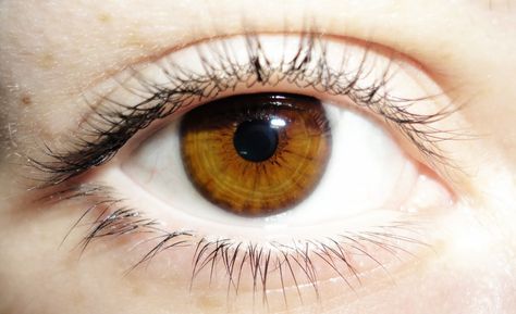 Chestnut Eyes Color, Chestnut Eyes, Honey Eyes Color, Eye Reference, Honey Eyes, Eye Study, Beautiful Eyes Color, Color Eyes, Amber Eyes