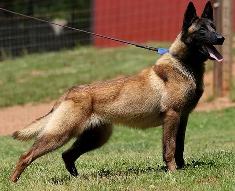 Belgian Malinois Puppies For sale Black Belgian Malinois, Malinois Puppies For Sale, Belgian Malinois Puppies, Berger Malinois, Malinois Puppies, Belgian Malinois Dog, Ibizan Hound, Akc Breeds, Malinois Dog