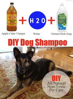 Concerned about non-toxic products for your family? Don't forget the family pet. All natural DIY dog shampoo recipe. Only $0.44 a wash! BrenDid.com Dog Shampoo Recipe, Diy Dog Shampoo, Itchy Dog, Natural Pet Care, Shampoo Recipe, Diy Shampoo, Deep Cleaning Tips, Dog Wash, Dog Bath