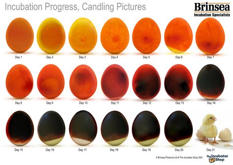 Egg Incubation Chart, Candling Chicken Eggs, Incubating Chicken Eggs, Chicken Starter, Egg Candling, Poultry Business, Hatching Chickens, Chicken Incubator, Hatching Chicks