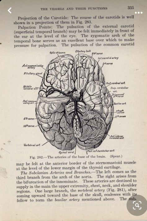 Human Brain Aesthetic, Anatomy Of Brain, Neurosurgery Study, Vintage Medical Art, Human Brain Anatomy, Dark Academia Posters, Anatomy Aesthetic, Brain Poster, Medical Drawings