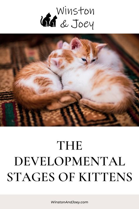 The Developmental Stages of Kittens How To Care For Kittens, Kitten Development Stages, Baby Kittens Newborn, Taking Care Of Kittens, Cats And Babies, 4 Month Old Kitten, Help Cat, Kittens Care, Raising Kittens