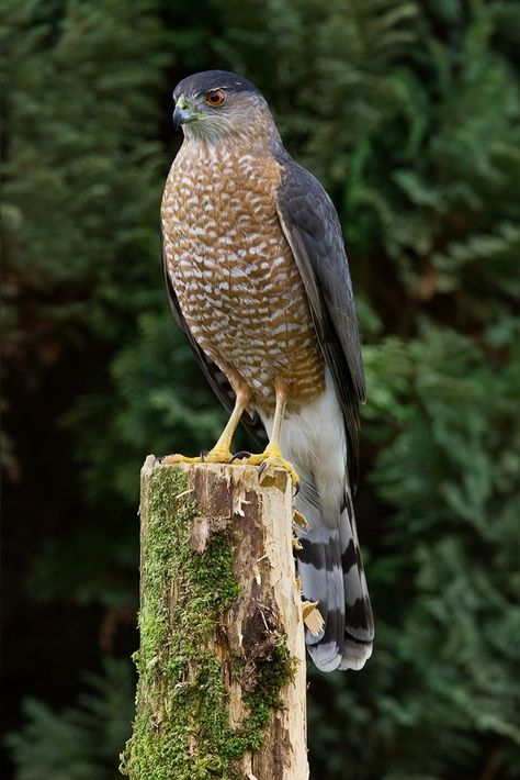 Cooper's Hawk: Its rounded wings and long tail, which acts like a rudder on a ship, help the bird to maneuver through tight spots – such as a tangle of branches – to get at its quick moving prey. Golden Eagle Falconry, Red Footed Falcon, Spotted Eagle Owl, Hawk Bird, Cooper's Hawk, Greater Spotted Woodpecker, Eurasian Eagle Owl Photography, Backyard Birds, Wildlife Animals