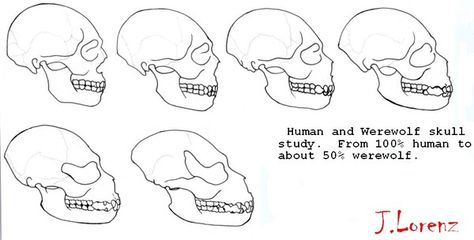 Werewolf Anatomy, Werewolf Skull, Wolf Anatomy, Form Drawing, Human Anatomy Art, Portfolio Images, Animal Drawing, Skull Drawing, Human Skull